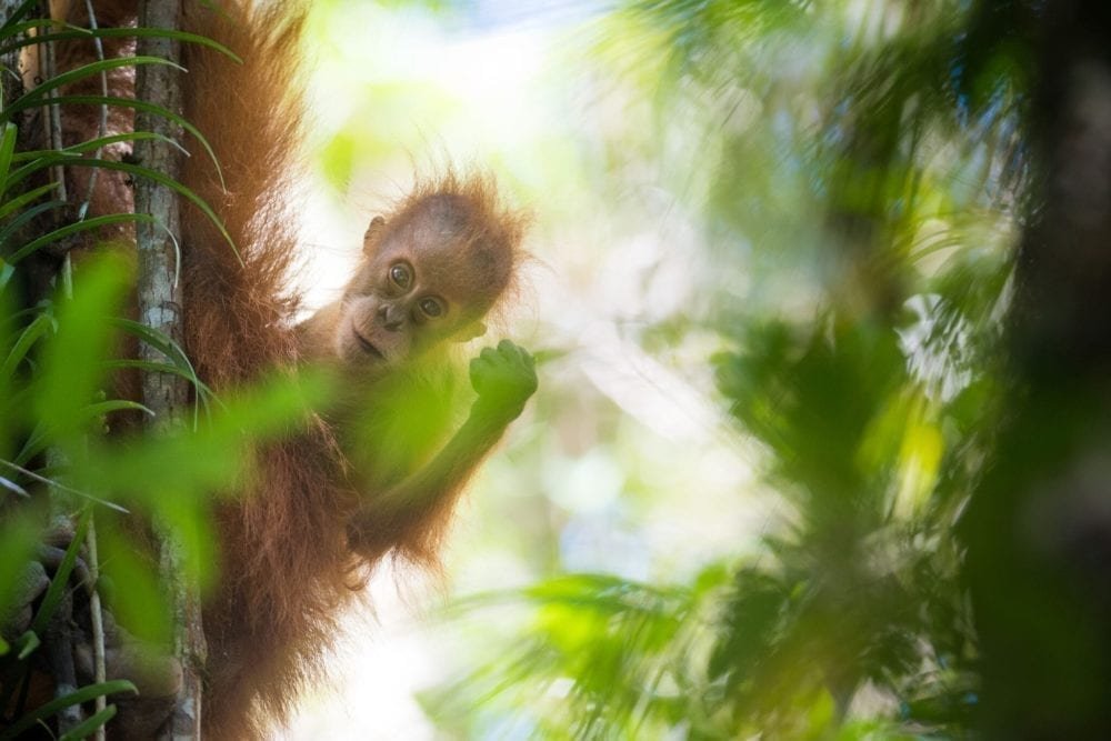 Tapanuli orangutan, Indonesian Bio-Bridge. Photo Andrew Walmsley