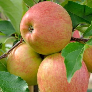 Dwarf Apple Tree Gift