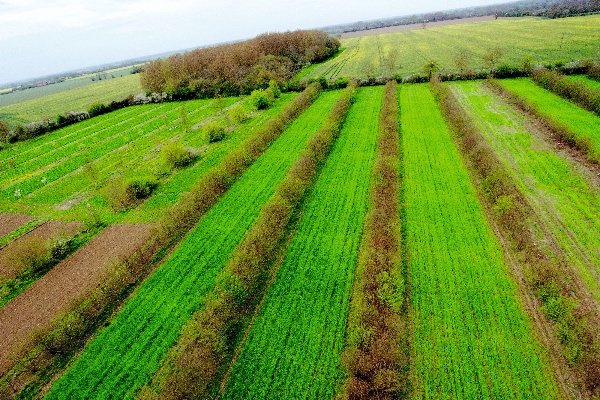 Aerial view of the agroforestry system at Wakelyns, Suffolk