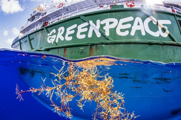 A small clump of sargassum floats by the Greenpeace ship Esperanza, on an expedition to the Sargasso Sea