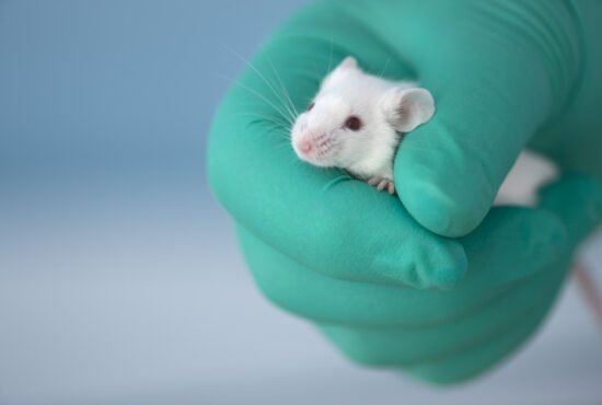 Face of tiny white mouse peeps out of gloved hand