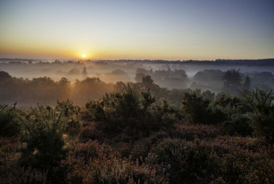 A spectacular sunrise lights up the heather-clad Surrey Hills