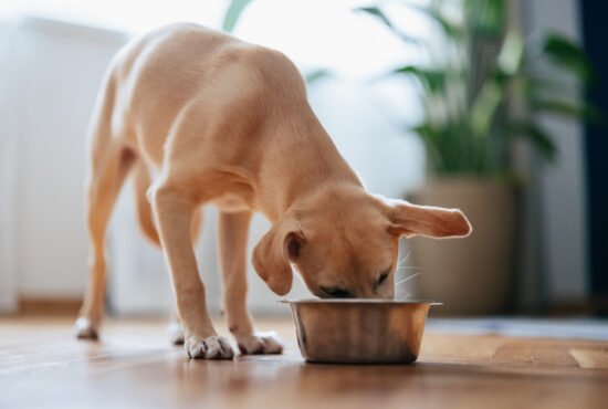 Close up shot of a cute yellow puppy eating its food from a metal bowl at home