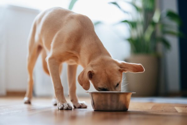 Close up shot of a cute yellow puppy eating its food from a metal bowl at home